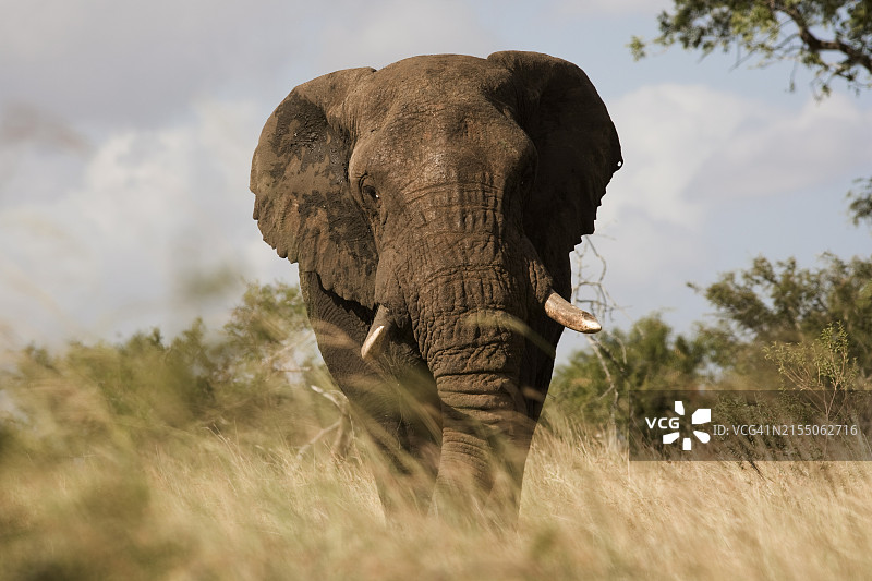 克鲁格国家公园的非洲雄象图片素材
