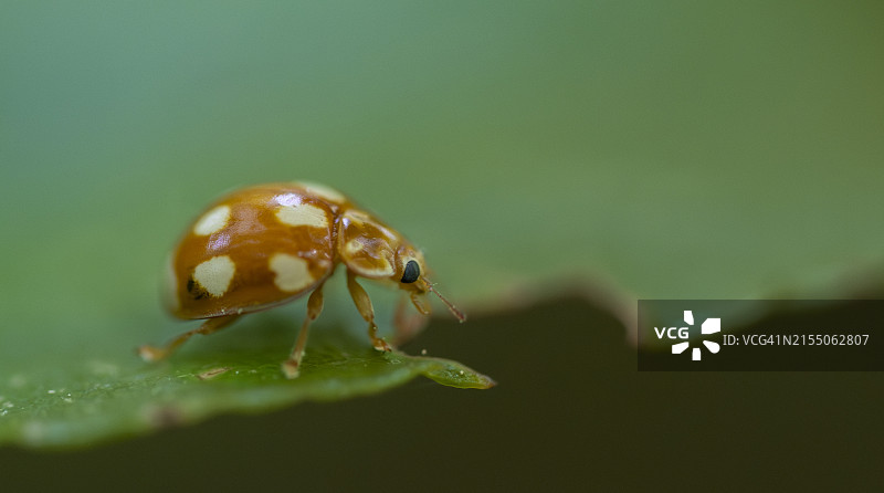 树叶上的瓢虫特写图片素材