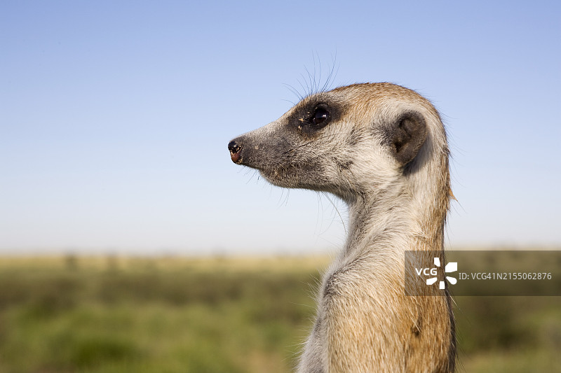 南非哨兵猫鼬与卡拉哈里猫鼬项目图片素材