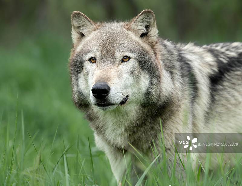 美国灰狼特写图片素材