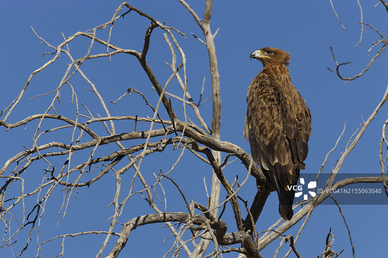 黄褐色老鹰，卡拉哈迪跨境公园，南非，非洲图片素材