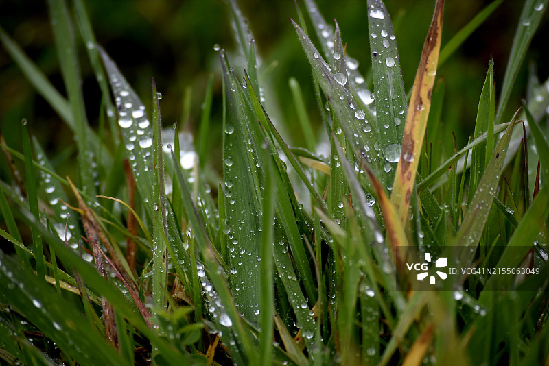 湿草特写，美国加利福尼亚州佩塔卢马图片素材