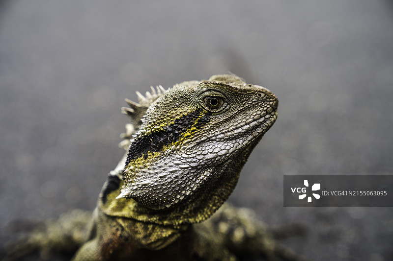 鬣蜥特写，澳大利亚昆士兰州比尔瓦图片素材