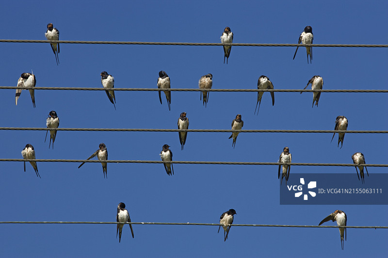 谷仓上的欧洲家燕，南非西开普省奥弗贝格图片素材