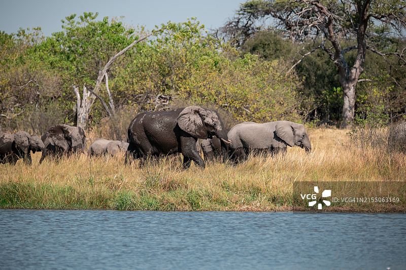 南非的两只野生狮子图片素材