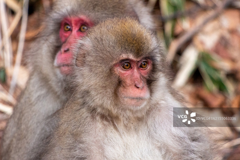 日本猕猴特写图片素材