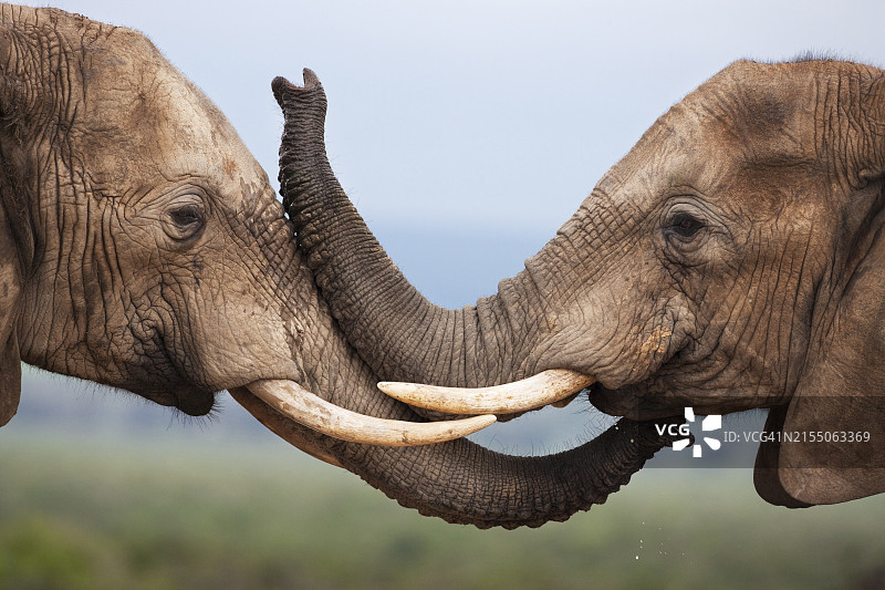 非洲南非大象问候图片素材