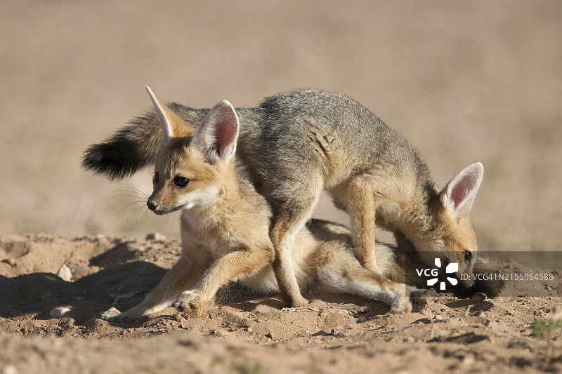 正在玩耍的海角狐幼崽，南非卡拉哈迪跨国公园图片素材