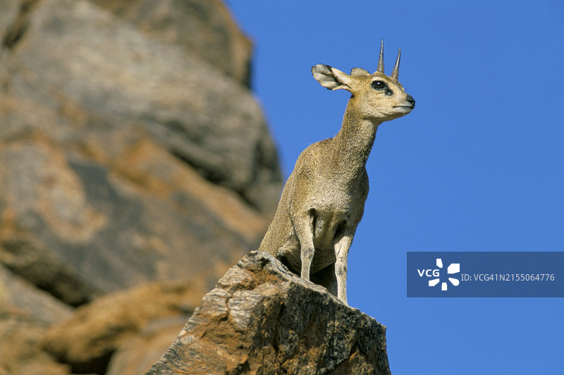 跳羚，南非奥格拉比斯瀑布图片素材