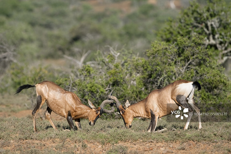 红狷羚（雄性）打斗，萨马拉私人禁猎区，南非东开普省，非洲图片素材