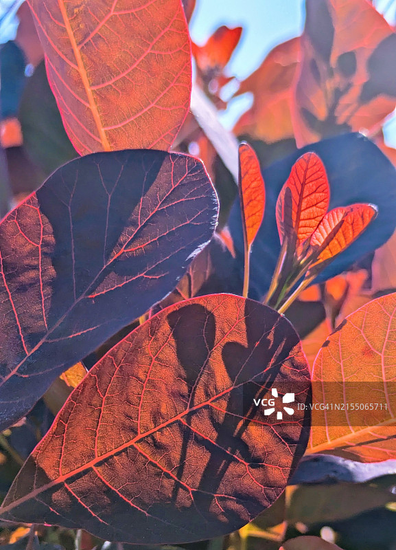 红叶黄栌图片素材