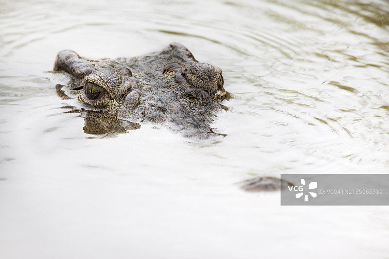 尼罗鳄，位于南非克鲁格国家公园图片素材