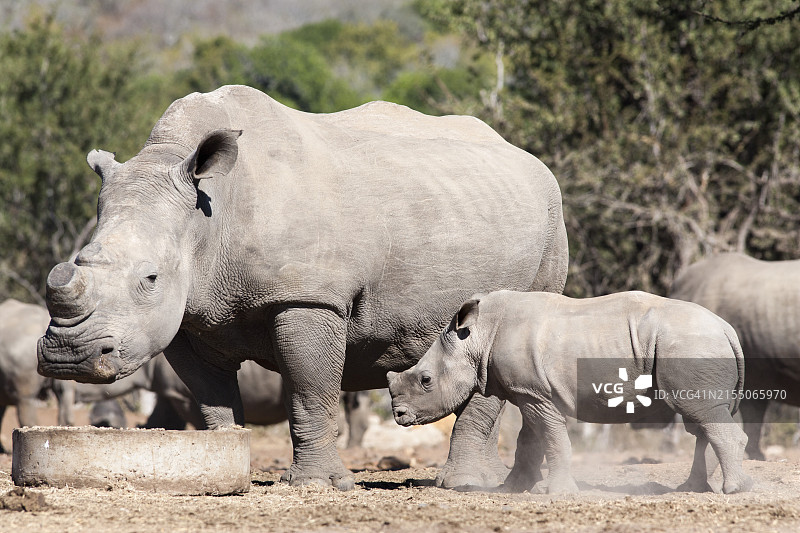带小犀牛的去角白犀牛（毛里求斯戴尔狩猎牧场），南非普马兰加省，非洲图片素材