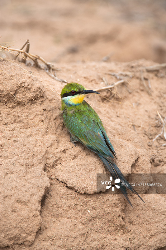 燕尾蜂虎，南非卡拉哈迪跨境公园图片素材