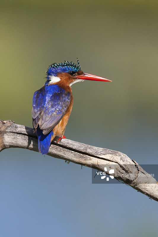 翠鸟，南非开普敦因塔卡岛图片素材
