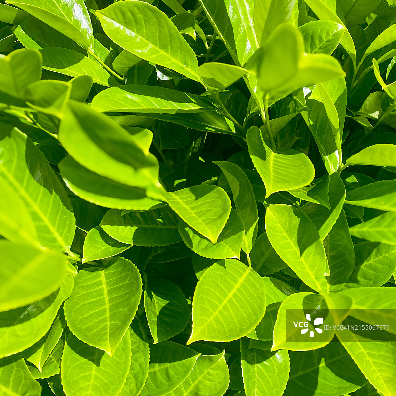 树叶全画幅照片图片素材