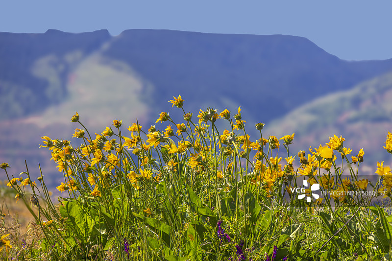 汤姆·麦考尔保护区的野花图片素材