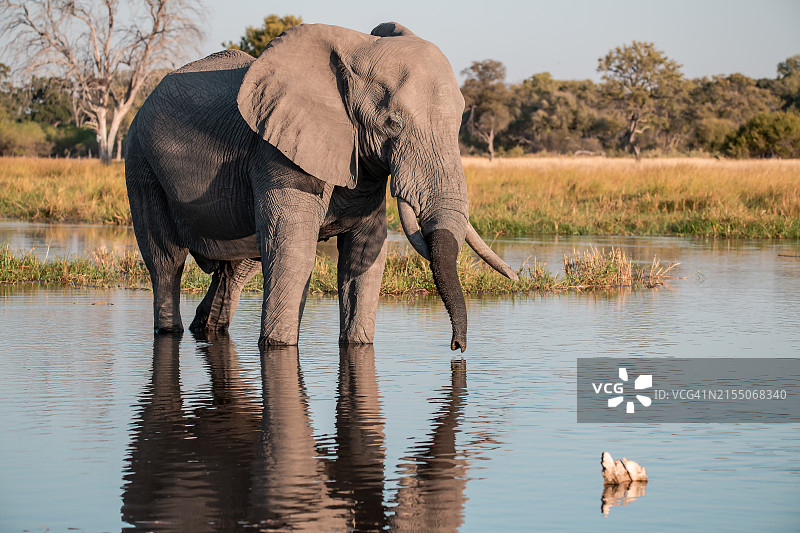 河里小象的侧面照图片素材