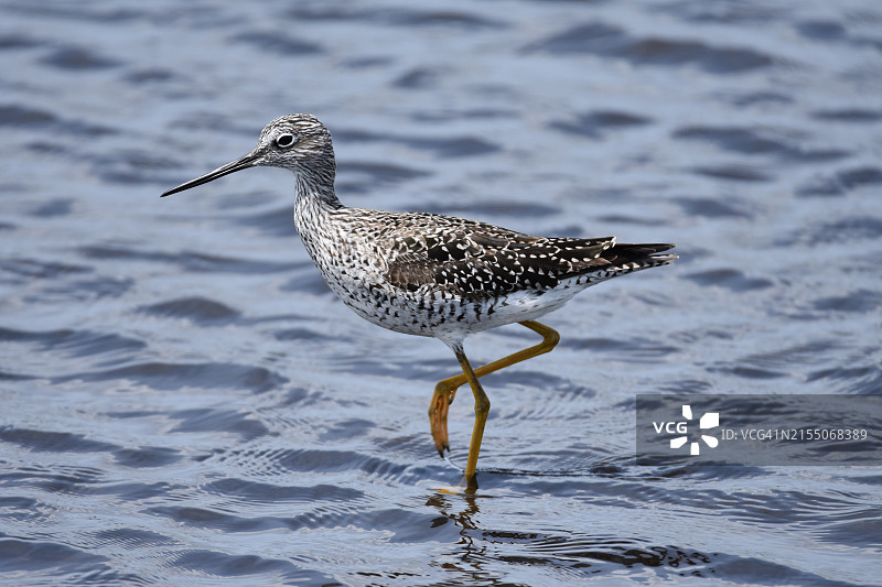 黄腿鹬栖息在佛罗里达州奥兰多海岸的特写图片素材