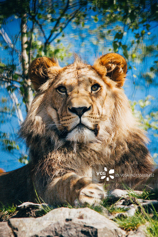 狮子的肖像，克里斯蒂安桑，挪威图片素材