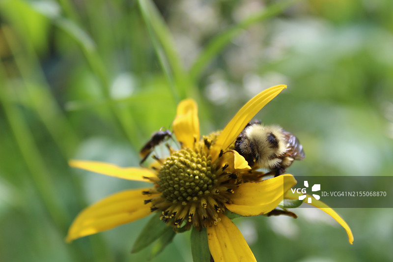 蜜蜂在黄色花朵上的特写，布莱森城，北卡罗来纳州，美国图片素材