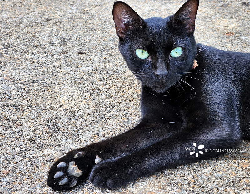 黑猫特写图片素材