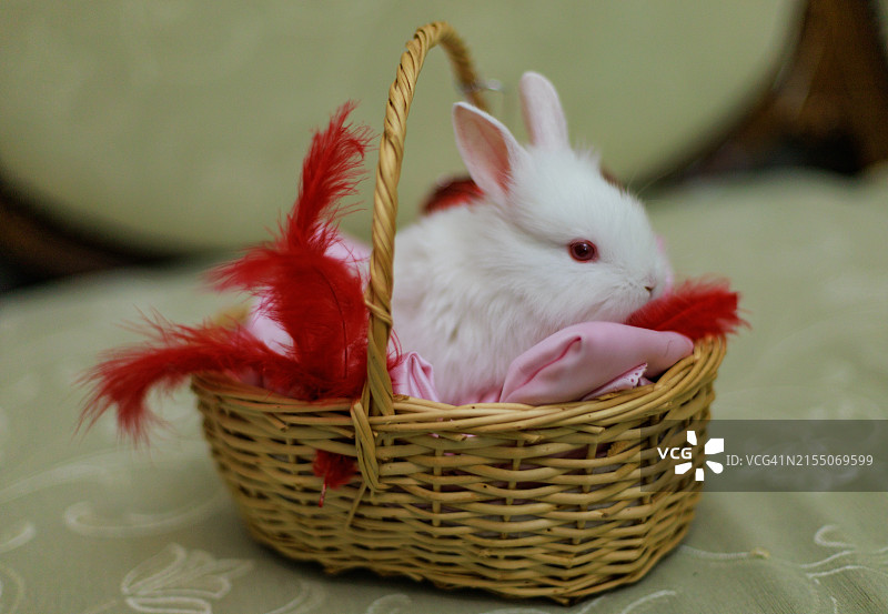 篮子里的垂耳兔特写图片素材