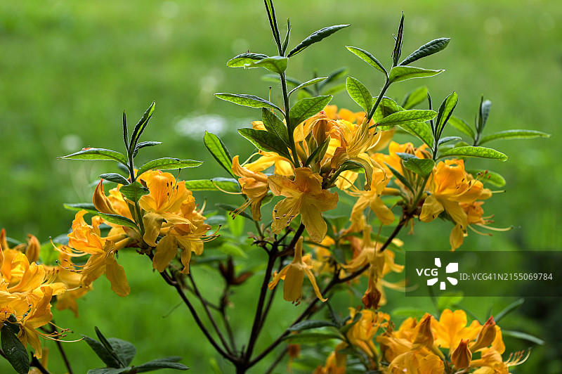 黄色开花植物特写图片素材