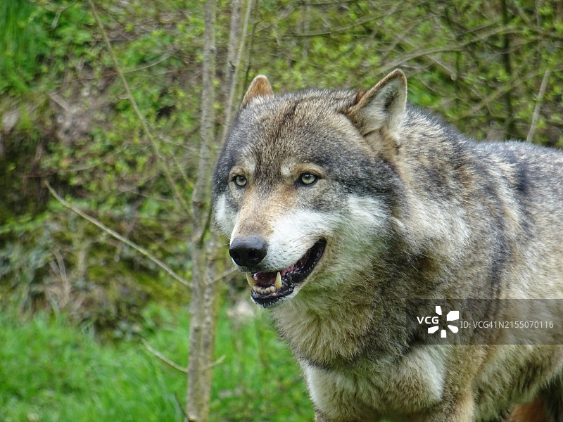 站立在田野上的狗的特写图片素材