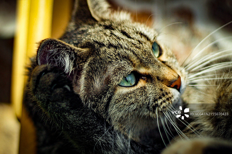 索非亚猫咪特写，保加利亚索非亚市图片素材