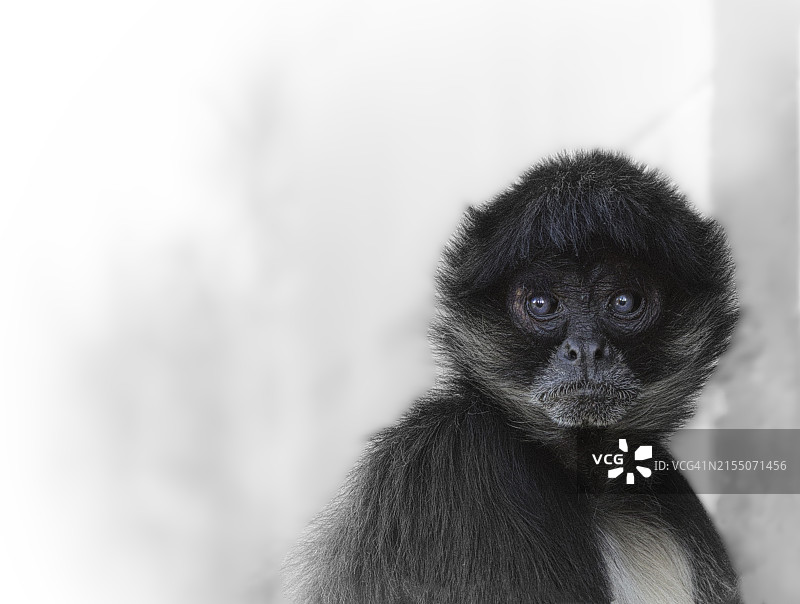 蜘蛛猴肖像图片素材