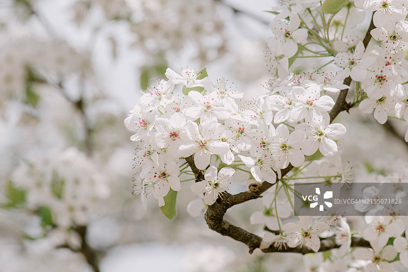 美国北卡罗来纳州教堂山白色樱花树特写图片素材