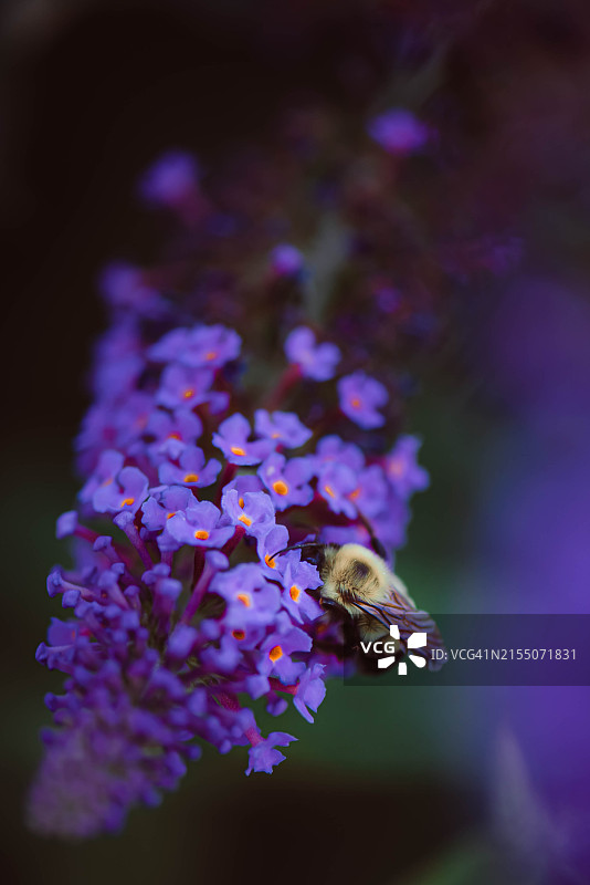 美国北卡罗来纳州教堂山紫色花朵上的蜜蜂特写图片素材