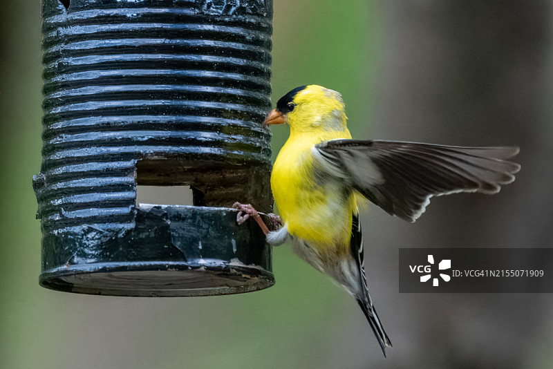 雀在喂食器上特写图片素材