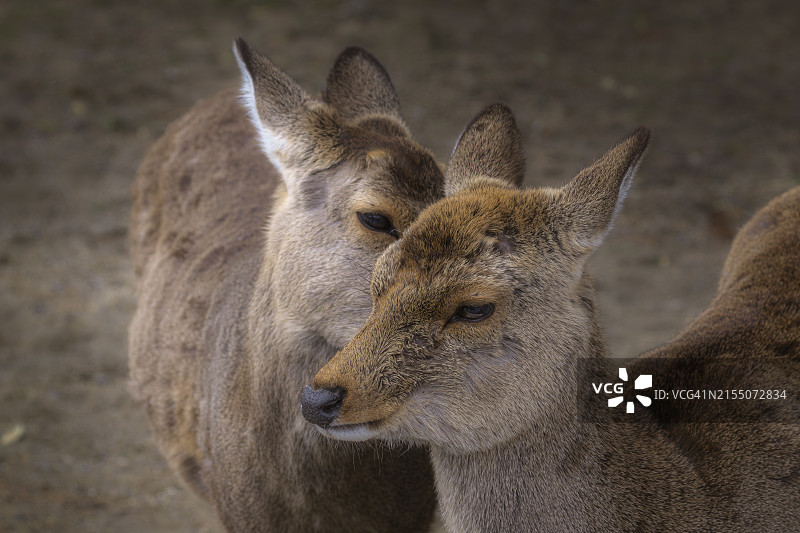 袋鼠特写图片素材