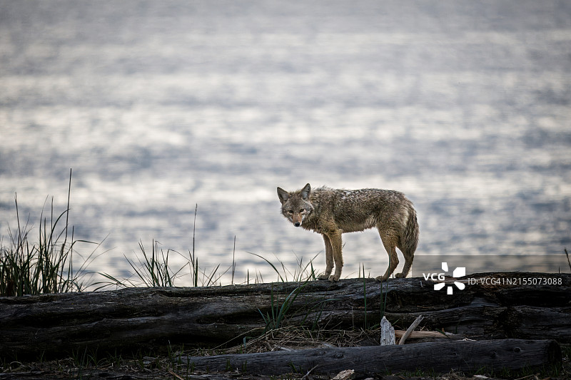狐狸站在田野上的侧视图图片素材