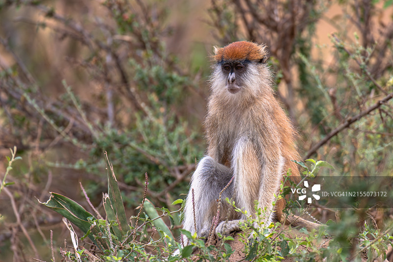 乌干达默奇森瀑布国家公园绿猴图片素材