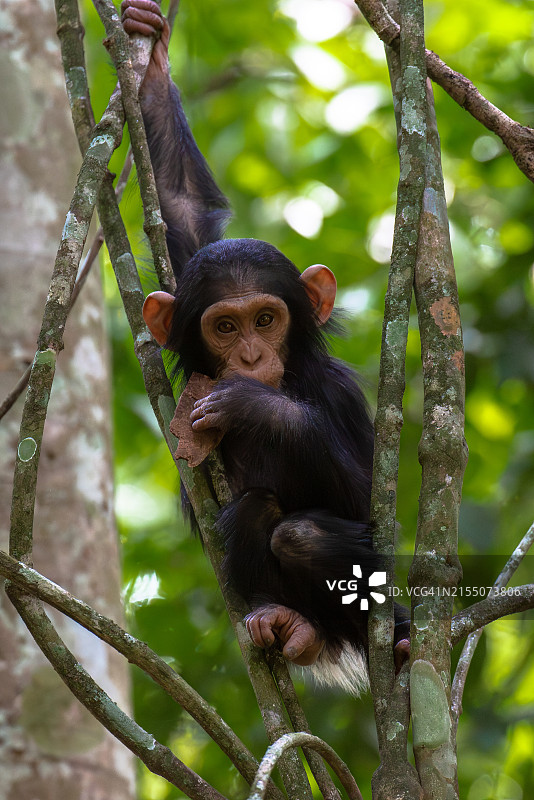 年轻黑猩猩在树枝上玩耍，乌干达森林图片素材