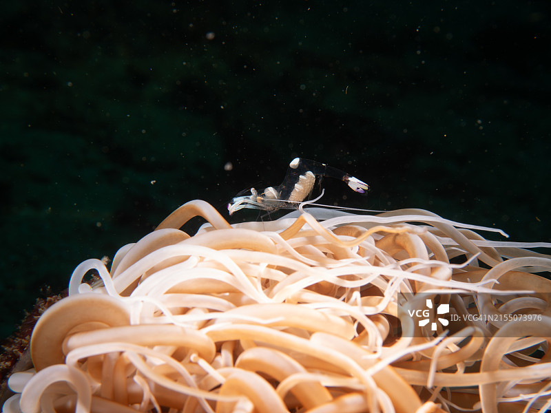 鱼在海里游泳的特写图片素材