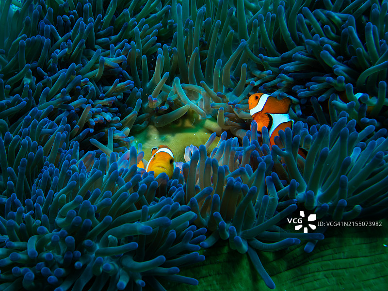 海葵热带鱼在海中游泳的特写图片素材