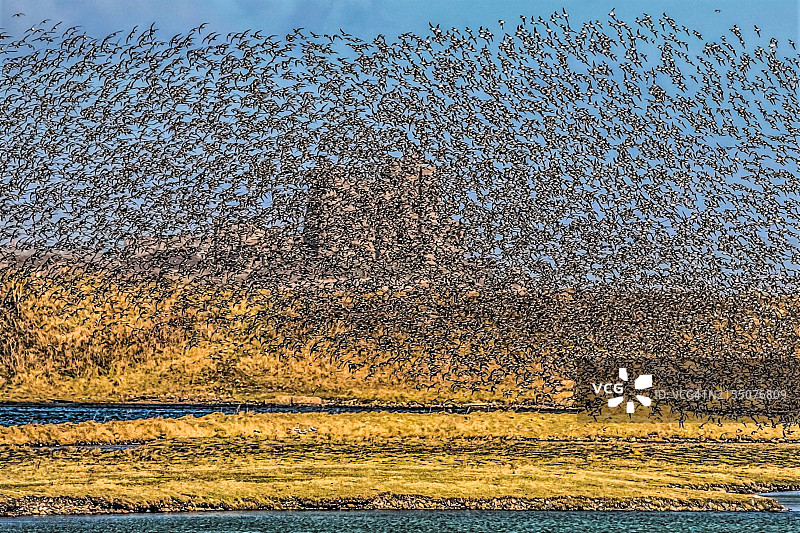 蛎鹬群，南沃尔尼自然保护区，远处皮尔岛上的皮尔城堡图片素材