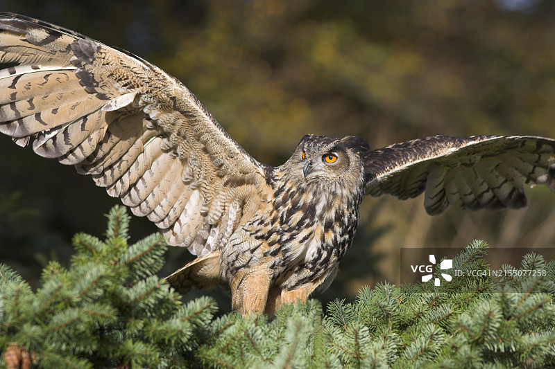 欧洲雕鸮，雌性，人工饲养，世界猫头鹰信托基金会，芒卡斯特城堡，英国图片素材