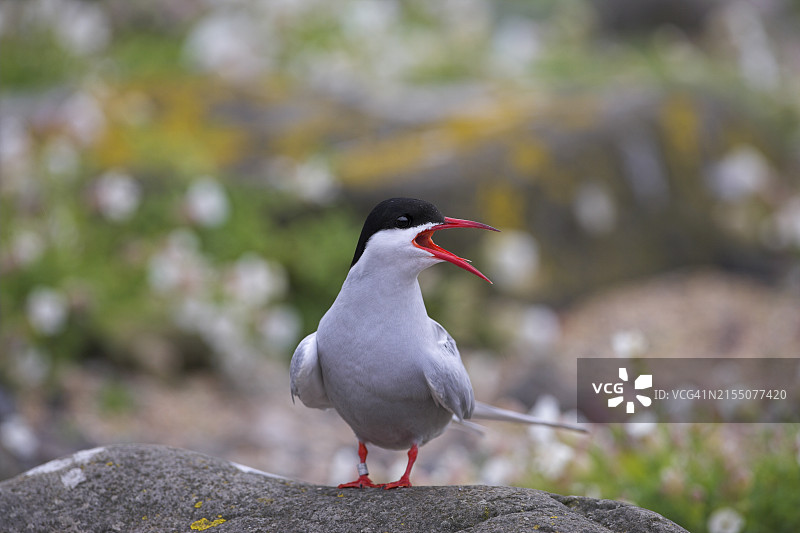 北极燕鸥，学名 Sterna paradisaea，五月岛繁殖地，法夫，苏格兰，英国，欧洲图片素材