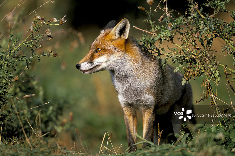 欧洲英国的红色圈养狐狸图片素材