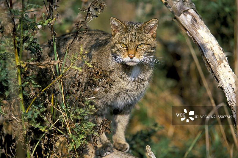 英国欧洲的圈养野猫(Felis sylvestris)图片素材