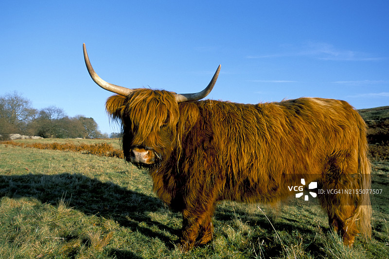 在英国坎布里亚郡安赛德诺特保护区内放牧的高地牛图片素材