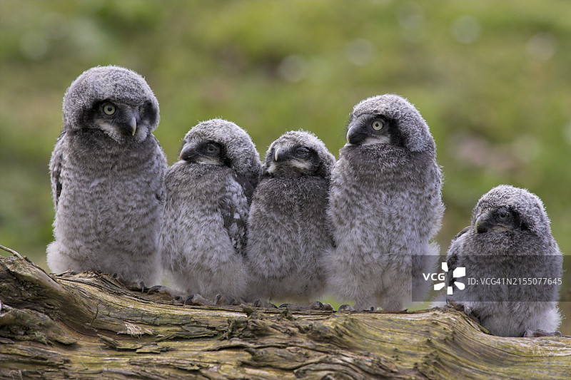 北鹰鸮幼鸟（Surnia ulula ulula），原产于斯堪的纳维亚和欧亚大陆，圈养，世界猫头鹰信托基金会，坎布里亚，英格兰，英国，欧洲图片素材
