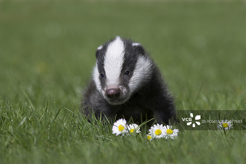 圈养的獾幼崽，英国，欧洲图片素材