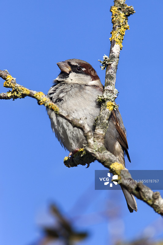 家麻雀图片素材