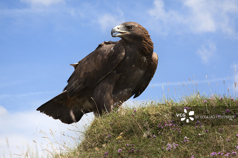 人工饲养的金雕，拍摄于英国图片素材